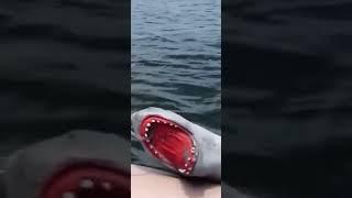 SHARK PUPPET EPIC SCREAM!!!!