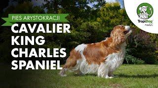 Cavalier King Charles Spaniel - pies arystokracji