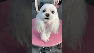 Smallest one  #pets #explore #cute #puppy #cutedog #dog #pets #grooming #kawaii #shorts #top