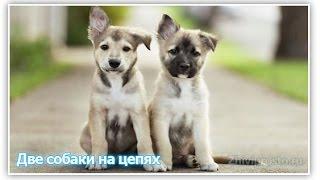 Две собаки на цепях