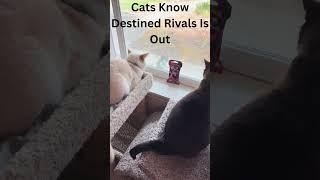 Even The cats Know the Pokémon Set Destined Rivals Is Out! #pokemon #pokemoncards  #pokemontcg
