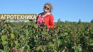 Агротехника выращивания малины и ежевики. Тульская ягодная компания