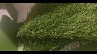 Lazylawn grass samples reviews - Shakey reviews