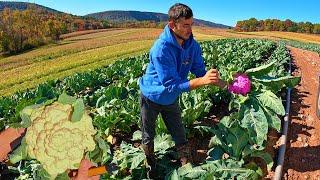 Late Season Purple Cauliflower Harvest