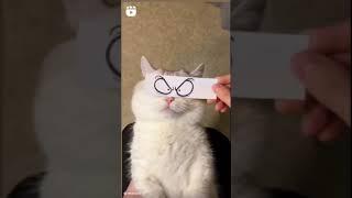 #kotiki
