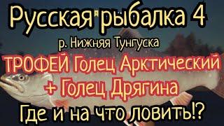 РР4. река Нижняя Тунгуска. Трофей Голец Арктический на Медвежьем пляже! Голец Дрягина! Где ловить!?