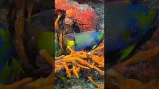 Coral Kingdom 8K – Brilliant Colors Beneath the Sea