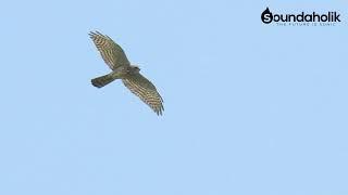 Sound of Birds: Call of Sparrowhawk / Sperwer / Accipiter nisus (high quality)