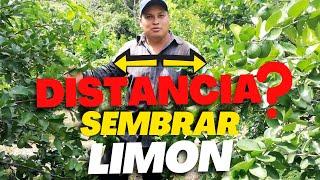 A que DISTANCIA se SIEMBRA la Planta de LIMÓN | Cada cuantos metros se Siembra los Cítricos