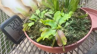 Care tips on carnivorous plants