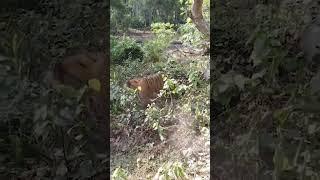 Tiger charge at Dudhwa National Park #nationalpark #shorts #ytshorts #travelfromhome #wildlife