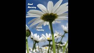 20 May 2025 Happy Tuesday good morning wishes/good morning greeting card good morning flower image