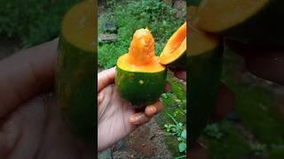 Ripe mango #shorts