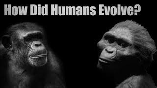 Human Evolution | Hominin Evolution | Early Humans |The Process Of Evolution |How Did Humans Evolve?