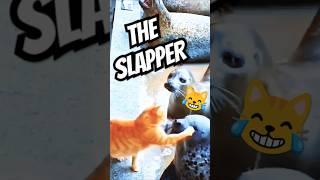 NEW Funny Cats Videos  / Rofl Cats 5 / #cats #shortsfunny #shorts