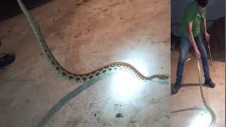 सबसे डेंजर साप जिसे हाथ लगाना मतलब मौत को हाथ लगाना । vaiper most venomous snake rescue in sakariya.