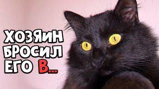 Спасение побитого кота. Котик ищет дом / SANI vlog