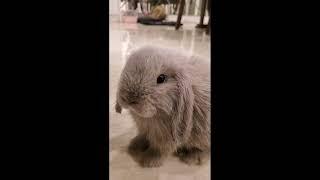 Meet the adorable Holland Lop Bunny - Fluffy (Kelinci Holland Lop)