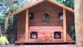 Cats Peeking out of Their Bedrooms on a Rainy Day