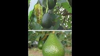 The start of a small Avocado orchard at Shamus O'Leary's Tropical Fruit Trees