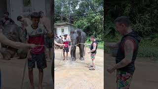 Phuket Island Elephant Sanctuary part 13