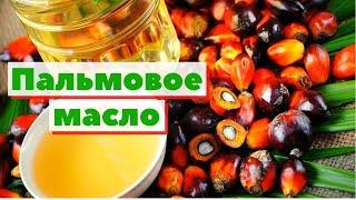 Пальмовое масло | Как это сделано