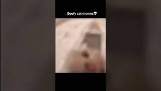 МЕМНЫЕ КОТЫ #shortvideo #shorts #short #meme #cats #коты #memes #funny #happy #мем #смех #смешные