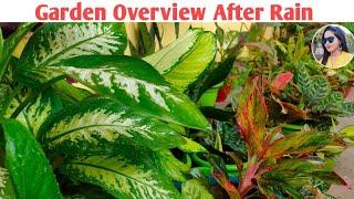 Garden Overview After Rain | Rainy Season Garden Overview | Lipsha world