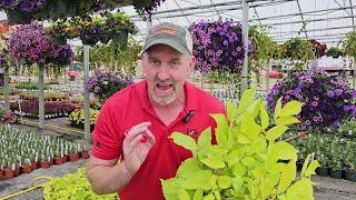 Summer Perennials to Spruce Up Your Garden || Bauman's Farm & Garden