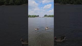 Hamburg Alster #alster #elbe #2023 #summer #river