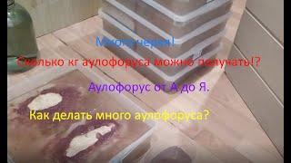 Аулофорус от А до Я!Или история о том,как собирать его в кг!