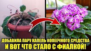 Подкормка, От Которой Фиалки Дружно Зацветут! / Эффективное Удобрение Для Фиалки В Домашних Условиях