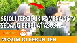 Viral Sepasang kekasih terciduk MESUM di kebun teh Kemuning Kec Ngargoyoso