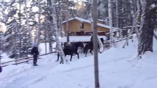 Horse Riding in Winter Siberia Travel | Winter Trekking Horse Trekking Reiterreisen Russland #reiten