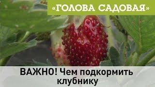 Голова садовая - ВАЖНО! Чем подкормить клубнику