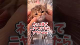 ㊗️105万再生！！ネッコ見てニヤついたらアウトww