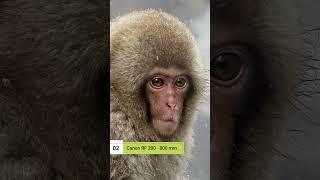 Canon RF 100-500 mm or RF 200-800 mm?