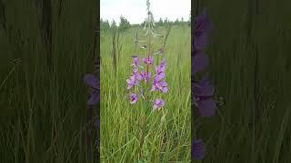 My obsession with field flowers