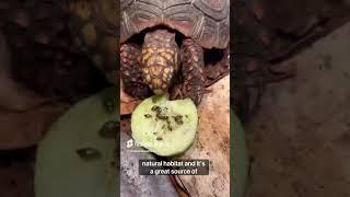 Simulating an ecosystem part 3! #youtubeshort #fyp #terrarium