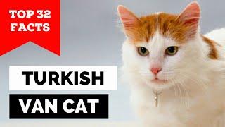 99% of Turkish Van Cat Owners Don't Know This