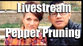 CaliKim29 Garden & Home DIY Live Stream #3 (Pre-recorded)