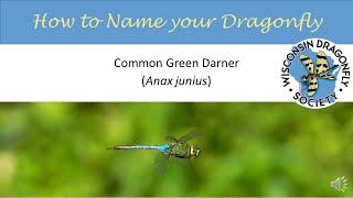 Common Green Darner dragonfly (Anax junius)