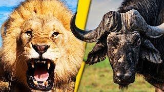 Топ 10 отчаянных поединков Львов и Буйволов.Top 10 desperate fights of Lions and Buffalos in Africa.