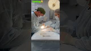 Гормональный сбой у малышки  #vetvlog #animal #vet