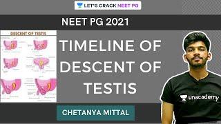 Timeline of Descent of Testis | NEET PG 2021 | Chetanya Mittal