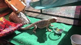 Bearded dragon eating a wasp.