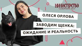 Заводим щенка: ожидание и реальность. Гость — стилист Олеся Орлова