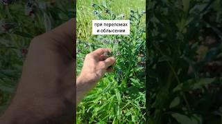 при переломах и облысени #травы #травыдляздоровья #здоровье #здоровьебезлекарств