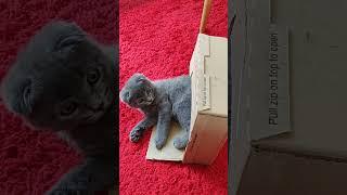 RIKI IN A BOX ))) cute kitten