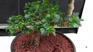 Step Shape Flowering Fukien Tea Specimen Bonsai Tree [Sold]